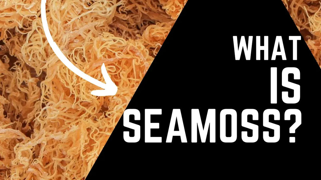 What is Sea Moss